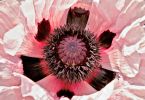 Ziermohn (Papaver orientale)   /   Willkommen im Festzelt