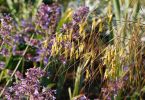 Stipa gigantea