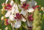 Verbascum chaixii 'Album'