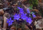 Hepatica