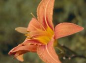 Ällabätsch (Gelbrote Taglilie, Hemerocallis fulva)