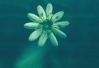 im Aquarium? (Gewöhnliche Vogelmiere, Stellaria media)