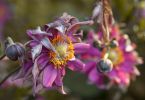 Anemone 'Bressingham Glow'