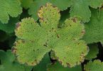 Bakteriose (Xanthomonas campestris pv. pelargonii) an Storchschnabel 1/160 Sek. bei f / 8,0