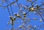 Gewöhnliche Hasel (Corylus avelana)   /   in der Luft hängen