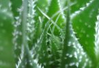 DSC03687_1
