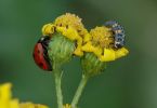 Käfer und Larve vom Siebenpunktmarienkäfer (Coccinella septempunctata) an Wucherblume 1/125 Sek. bei f / 8,0