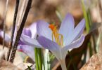 Crocus tommasinianus