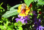 70-er Jahre Flower Power