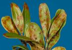 Buchsbaumrost (Puccinia buxi) an Buchsbaum 1/200 Sek. bei f / 22