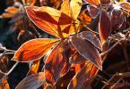 Paeonia Lactiflora-Gruppe