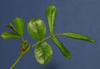 Rosenblattrollwespe (Blennocampa pusilla) an Rose 1/200 Sek. bei f / 14