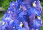 Am blausten