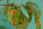 Birnengitterrost (Gymnosporangium sabinae) an Birne 1/125 Sek. bei f / 8,0
