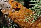 Birnengitterrost (Gymnosporangium sabinae) an Wacholder 1/100 Sek. bei f / 16