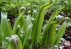 Josef Loibl_Asplenium scolopendrium Loibl klein.jpg