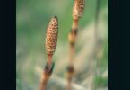 Minarette der Schachtelhalm‐Moschee (Sumpf‐Schachtelhalm, Equisetum palustre)