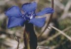 ein Blaumann steht im Felde (Frühlings‐Enzian, Gentiana verna)