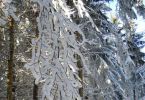 Laub-Baum