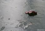 Eichenblatt auf einem zugefrorenen Weiher
