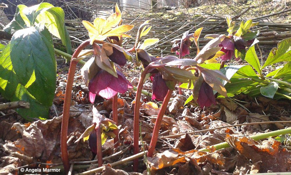 Christrose: Dauerblüher der den Frühling nicht abwartet