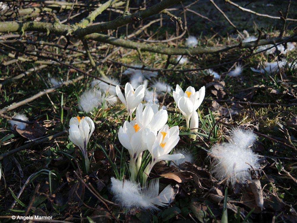 Krokusnester: wenn eine sich mausernde Henne und Krokusse verabreden …..
