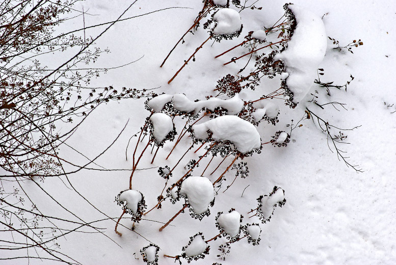 Fetthenne (Sedum spectabile)   /   Winterkalligraphie