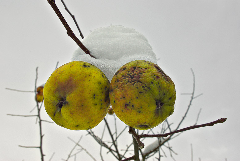 Apfelbaum   /   an apple a day