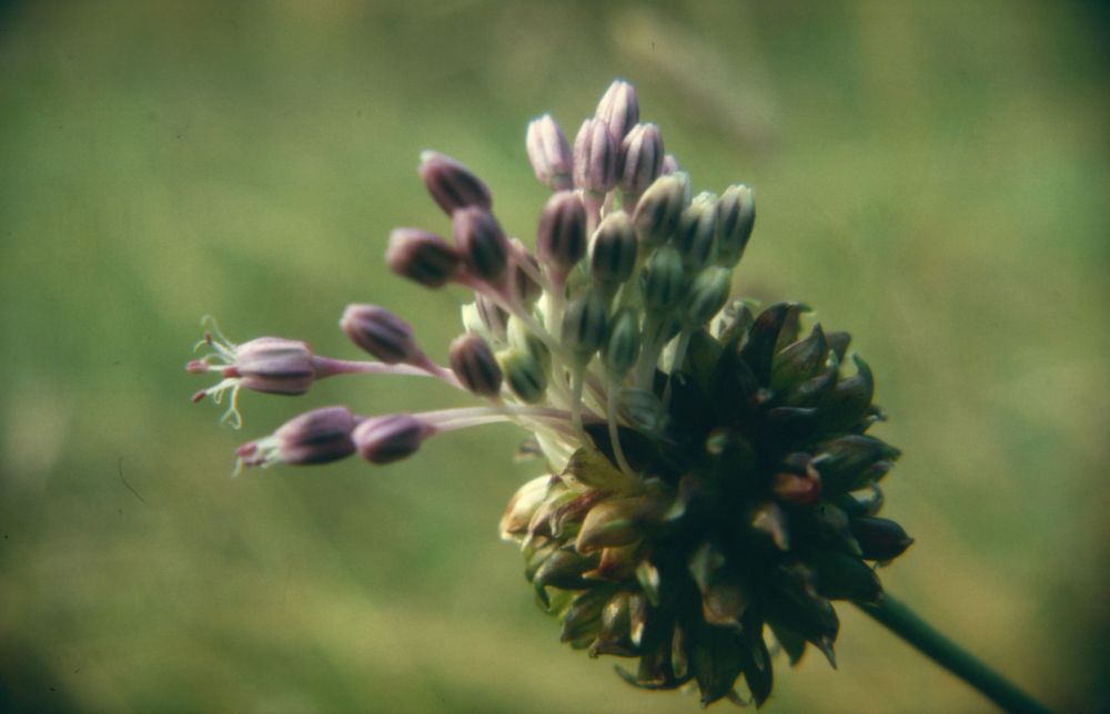 der letzte Schrei aus Ascot (Schnittlauch, Allium schoenoprasum)
