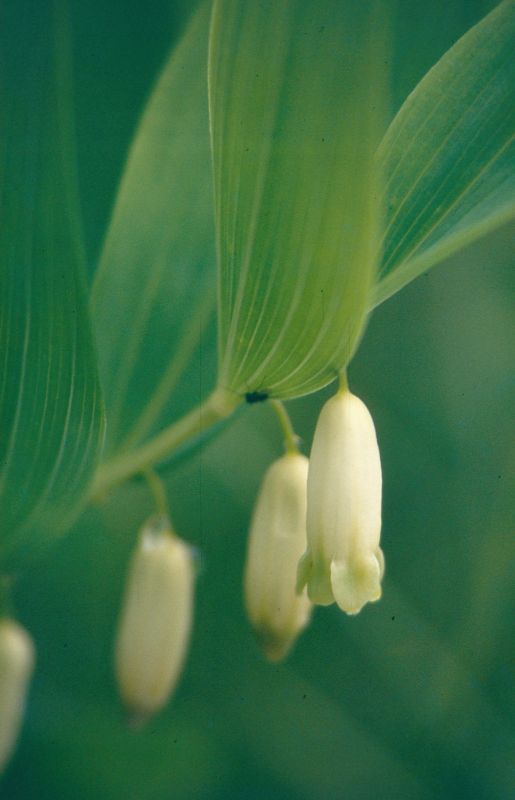 Abhängen! (Echter Salomonssiegel, Polygonatum odoratum)