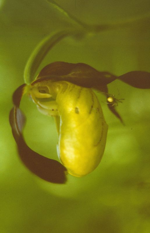 bei Spinne zu Hause (Gelb‐Frauenschuh, Cypripedium calceolus)