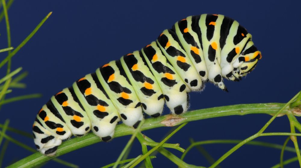 Larve vom Schwalbenschwanz (Papilio machaon) an Dill 1/200 Sek. bei f / 16