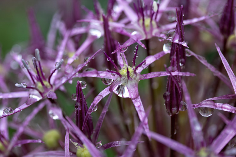 Allium christophii