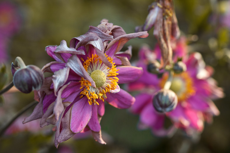 Anemone 'Bressingham Glow'