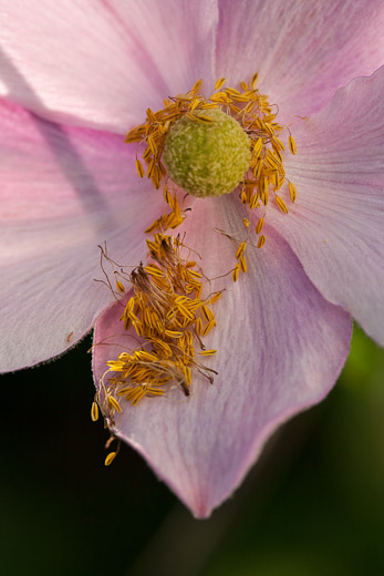 Anemone japonica