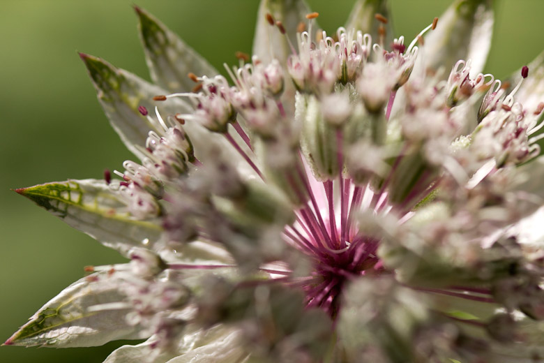 Astrantia major