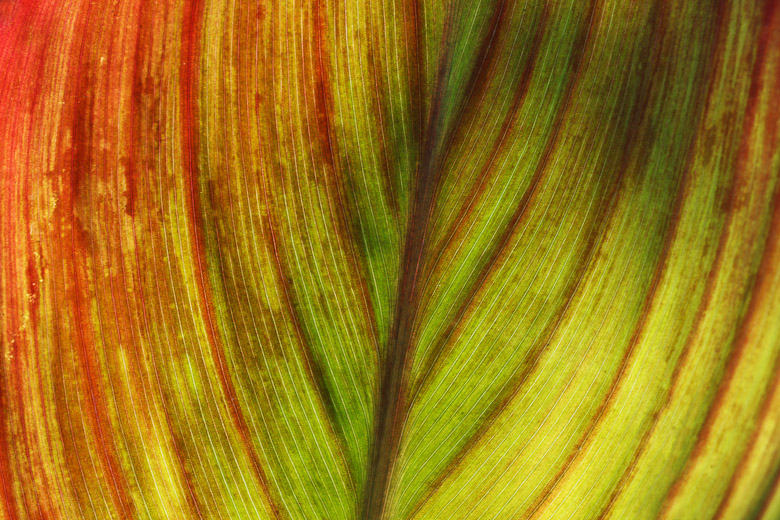 Canna indica